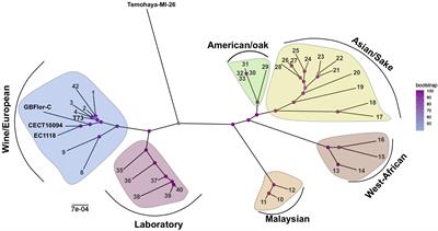 Aneuploidy and Ethanol Tolerance in Saccharomyces cerevisiae